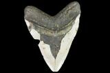 Bargain, Fossil Megalodon Tooth - Repaired #102874-2